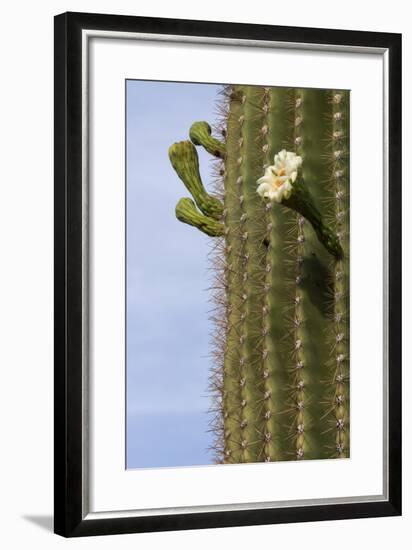 Arizona, Tucson, Tucson Mountain Park-Peter Hawkins-Framed Photographic Print