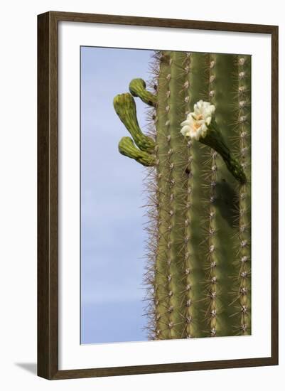 Arizona, Tucson, Tucson Mountain Park-Peter Hawkins-Framed Photographic Print