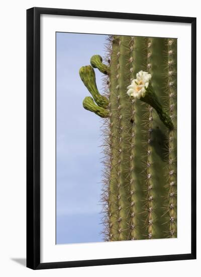 Arizona, Tucson, Tucson Mountain Park-Peter Hawkins-Framed Photographic Print