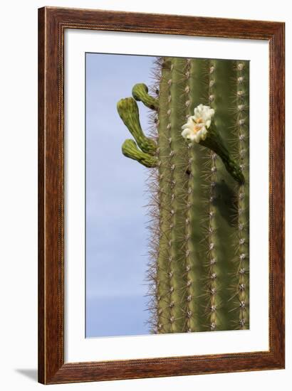 Arizona, Tucson, Tucson Mountain Park-Peter Hawkins-Framed Photographic Print