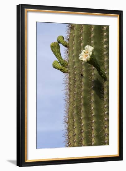 Arizona, Tucson, Tucson Mountain Park-Peter Hawkins-Framed Photographic Print