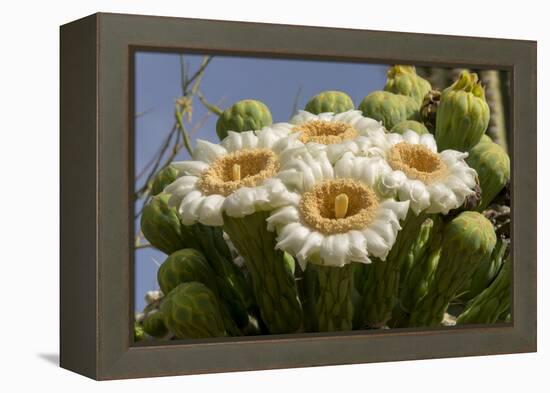 Arizona, Tucson, Tucson Mountain Park-Peter Hawkins-Framed Premier Image Canvas