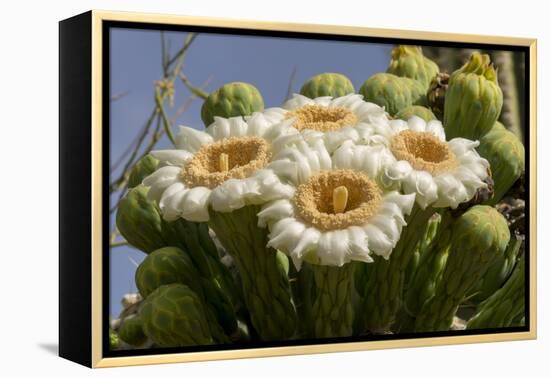 Arizona, Tucson, Tucson Mountain Park-Peter Hawkins-Framed Premier Image Canvas