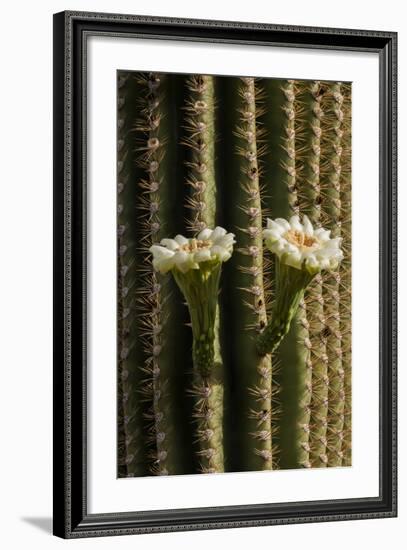 Arizona, Tucson, Tucson Mountain Park-Peter Hawkins-Framed Photographic Print