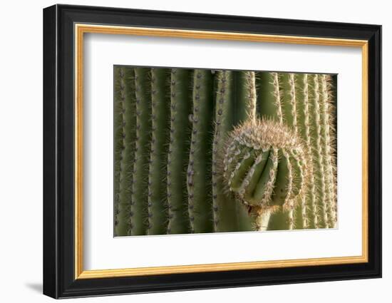 Arizona, Tucson, Tucson Mountain Park-Peter Hawkins-Framed Photographic Print