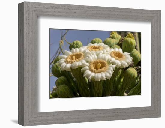 Arizona, Tucson, Tucson Mountain Park-Peter Hawkins-Framed Photographic Print