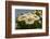 Arizona, Tucson, Tucson Mountain Park-Peter Hawkins-Framed Photographic Print