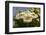 Arizona, Tucson, Tucson Mountain Park-Peter Hawkins-Framed Photographic Print