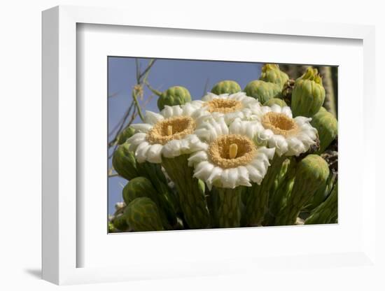 Arizona, Tucson, Tucson Mountain Park-Peter Hawkins-Framed Photographic Print