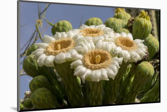 Arizona, Tucson, Tucson Mountain Park-Peter Hawkins-Mounted Photographic Print