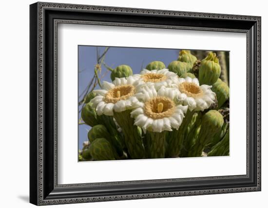 Arizona, Tucson, Tucson Mountain Park-Peter Hawkins-Framed Photographic Print