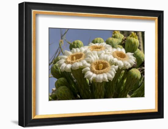 Arizona, Tucson, Tucson Mountain Park-Peter Hawkins-Framed Photographic Print