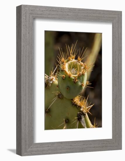 Arizona, Tucson, Tucson Mountain Park-Peter Hawkins-Framed Photographic Print