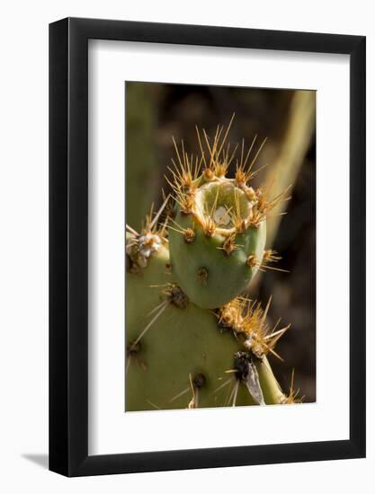 Arizona, Tucson, Tucson Mountain Park-Peter Hawkins-Framed Photographic Print