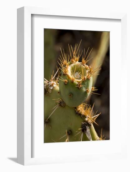 Arizona, Tucson, Tucson Mountain Park-Peter Hawkins-Framed Photographic Print