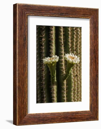 Arizona, Tucson, Tucson Mountain Park-Peter Hawkins-Framed Photographic Print