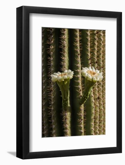Arizona, Tucson, Tucson Mountain Park-Peter Hawkins-Framed Photographic Print