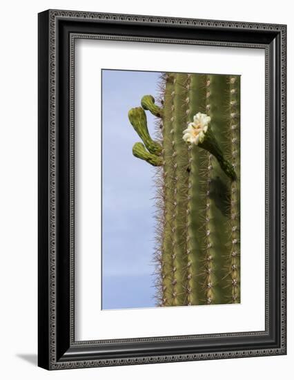 Arizona, Tucson, Tucson Mountain Park-Peter Hawkins-Framed Photographic Print