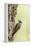 Arizona Woodpecker Male on Juniper Tree-Larry Ditto-Framed Premier Image Canvas