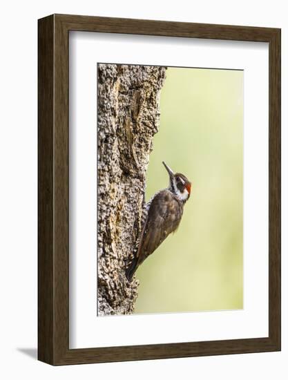 Arizona Woodpecker Male on Juniper Tree-Larry Ditto-Framed Photographic Print