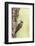 Arizona Woodpecker Male on Juniper Tree-Larry Ditto-Framed Photographic Print