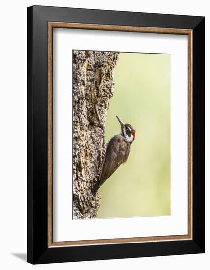 Arizona Woodpecker Male on Juniper Tree-Larry Ditto-Framed Photographic Print