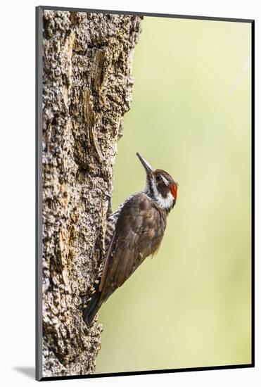 Arizona Woodpecker Male on Juniper Tree-Larry Ditto-Mounted Photographic Print