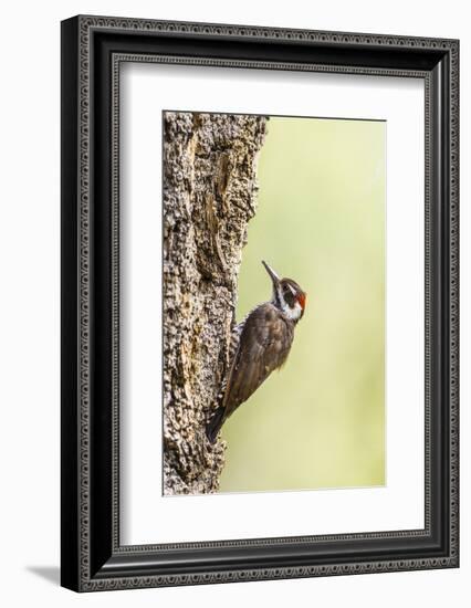 Arizona Woodpecker Male on Juniper Tree-Larry Ditto-Framed Photographic Print