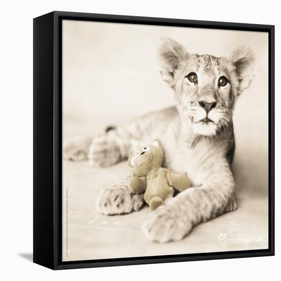 Arjuna and Teddy-Rachael Hale-Framed Stretched Canvas