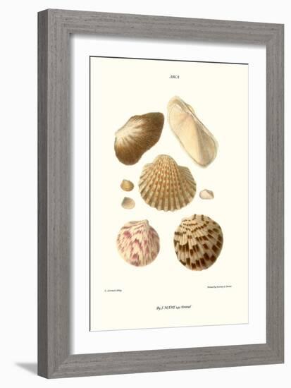 Ark Shells-John Mawe-Framed Art Print