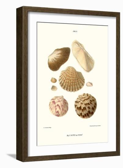 Ark Shells-John Mawe-Framed Art Print