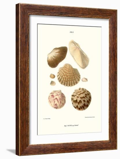 Ark Shells-John Mawe-Framed Art Print