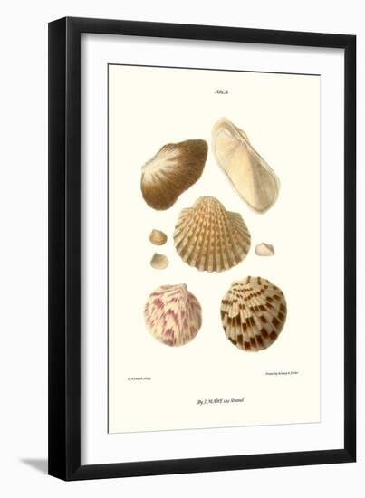Ark Shells-John Mawe-Framed Art Print