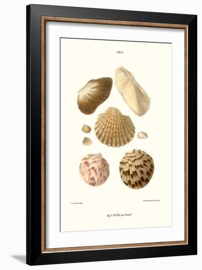 Ark Shells-John Mawe-Framed Art Print