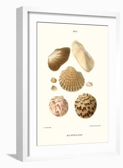 Ark Shells-John Mawe-Framed Art Print