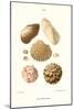 Ark Shells-John Mawe-Mounted Art Print