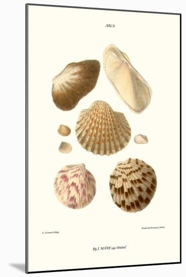 Ark Shells-John Mawe-Mounted Art Print