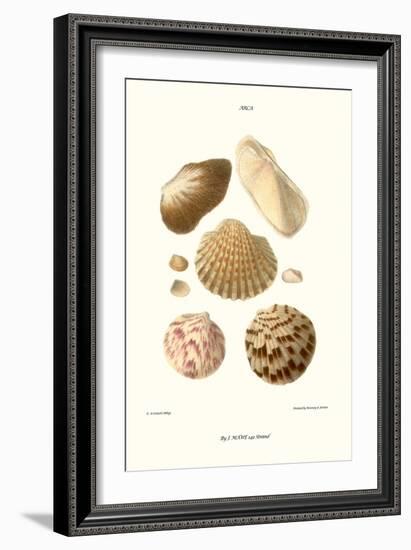 Ark Shells-John Mawe-Framed Art Print