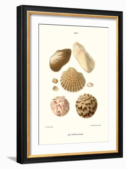 Ark Shells-John Mawe-Framed Art Print