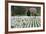 Arlington National Cemetery Headstones, Arlington, Virginia, USA-Jaynes Gallery-Framed Photographic Print