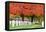 Arlington National Cemetery near to Washington Dc, in Autumn-Orhan-Framed Premier Image Canvas