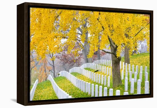 Arlington National Cemetery near to Washington Dc, in Autumn-Orhan-Framed Premier Image Canvas