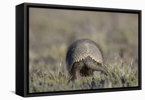 Armadillo in Patagonia, Argentina-Paul Souders-Framed Premier Image Canvas