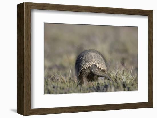 Armadillo in Patagonia, Argentina-Paul Souders-Framed Photographic Print