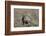 Armadillo in Patagonia, Argentina-Paul Souders-Framed Photographic Print