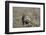 Armadillo in Patagonia, Argentina-Paul Souders-Framed Photographic Print