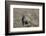 Armadillo in Patagonia, Argentina-Paul Souders-Framed Photographic Print