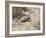 Armadillo, Valdes Peninsula, Patagonia, Argentina, South America-Robert Harding-Framed Photographic Print