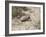 Armadillo, Valdes Peninsula, Patagonia, Argentina, South America-Robert Harding-Framed Photographic Print