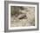 Armadillo, Valdes Peninsula, Patagonia, Argentina, South America-Robert Harding-Framed Photographic Print